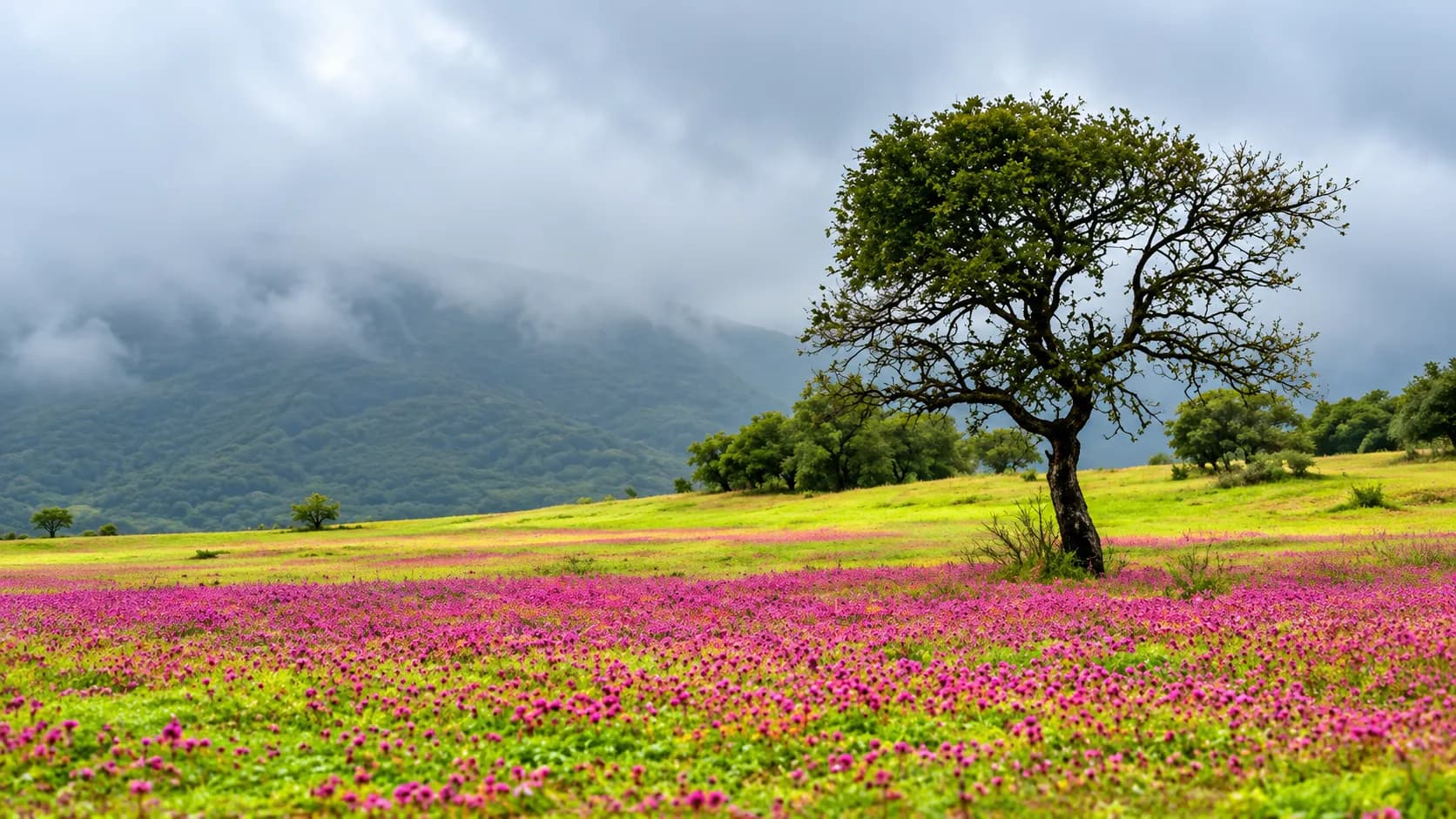 Kaas Pathar - Valley of Flowers of Maharashtra